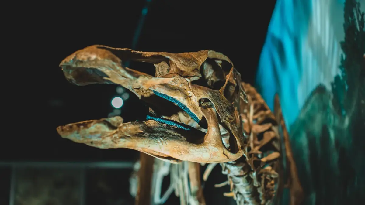 Illustrative image: Nanotyrannus skeleton Jodi