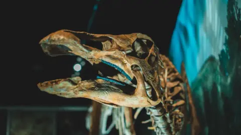 Illustrative image: Nanotyrannus skeleton Jodi