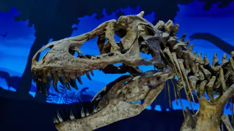 Illustrative image: Nanotyrannus skeleton Jodi